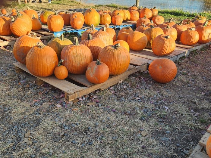 Best Pumpkin Patches in New Jersey for Kids - Mommy Poppins