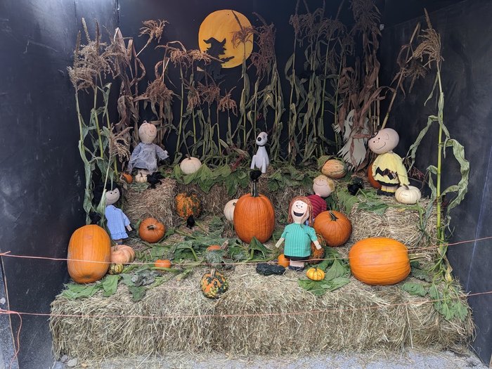 Here Are 5 Of The Best Pumpkin Patches In New York