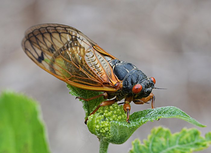Cicadas 2024 In Louisiana Everything You Need To Know