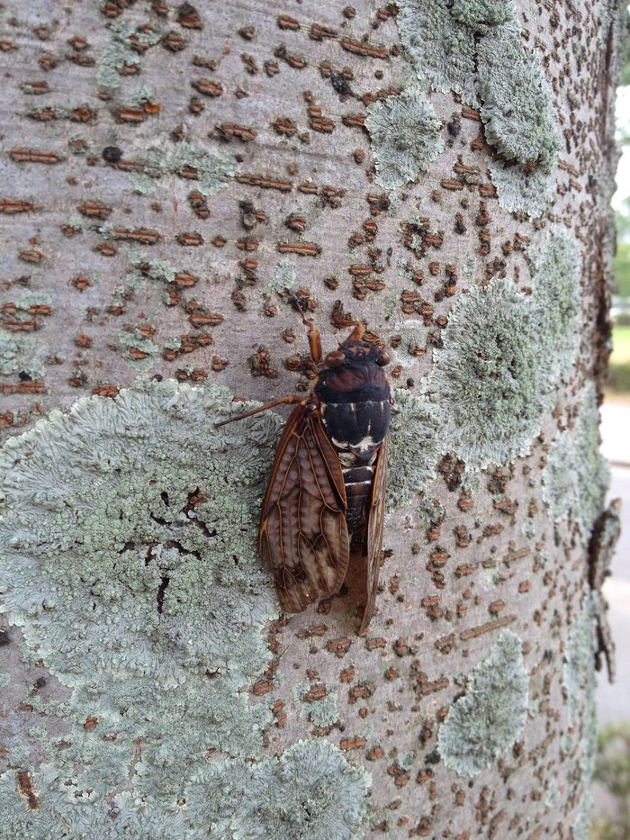 Emergence Of Cicadas 2024 In Missouri Need To Know