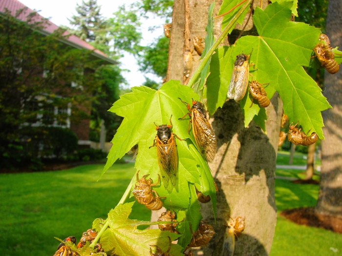 A Double Emergence Of Cicadas Is Expected In 2024 In Arkansas