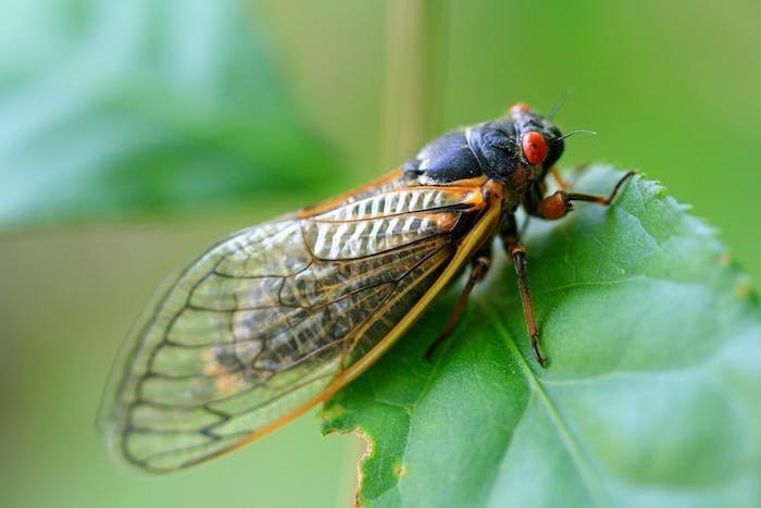 2024: A Double Emergence Of Cicadas In Alabama Is Expected