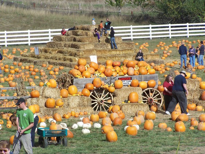 Don't Miss These 8 Great Pumpkin Patches In Oregon This Fall