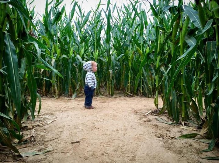 6 Awesome Corn Mazes In Arkansas You Have To Do This Fall