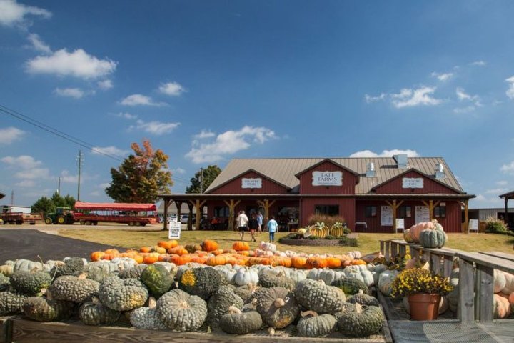 These 10 Charming Pumpkin Patches In Alabama Are Picture Perfect For A Fall Day