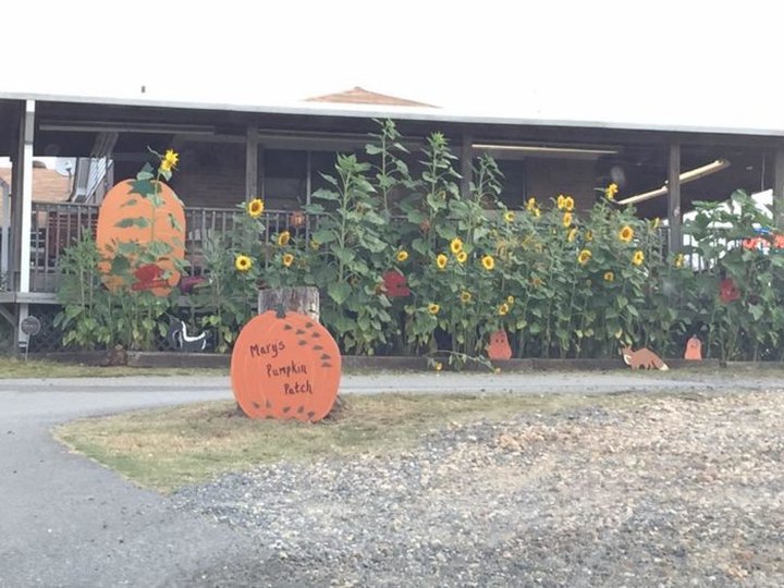 These 12 Charming Pumpkin Patches In Arkansas Are Picture Perfect For A Fall Day