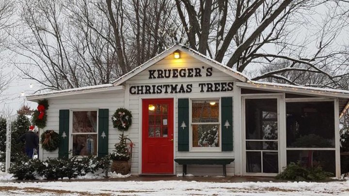 These 11 Lovely Christmas Tree Farms In Minnesota Are Picture Perfect For A Winter Day