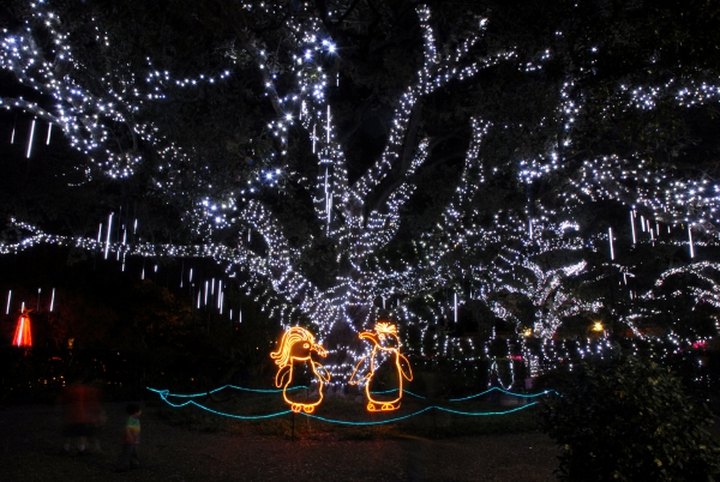 If You Live Near New Orleans, You’ll Want To Visit This Amazing Park This Winter