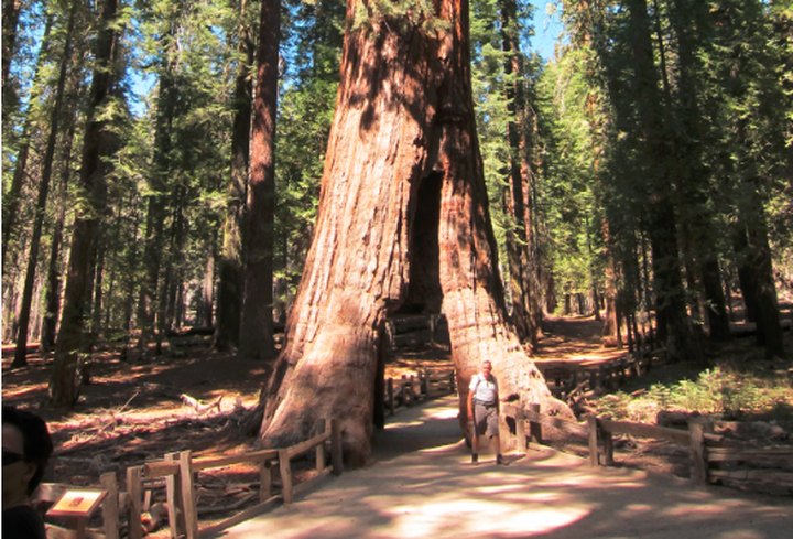 A Century-Old Landmark In California Has Fallen And It's Truly Devastating
