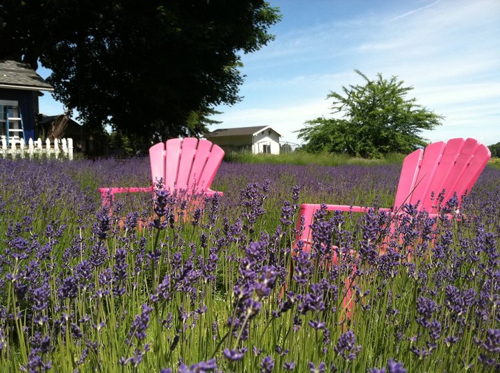 The Beautiful Lavender Farm Hiding In Plain Sight In Portland That You Need To Visit