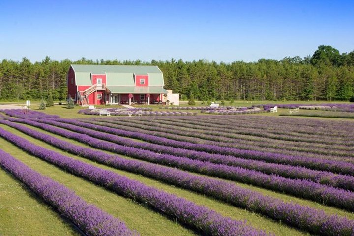 A Beautiful Lavender Farm In Wisconsin, Fragrant Isle Is Serene And Stunning