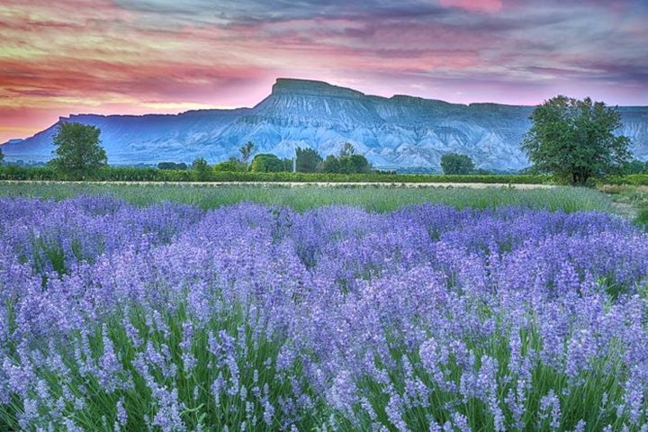 A Beautiful Lavender Farm In Colorado, Sage Creations Organic Farm Is Serene And Stunning