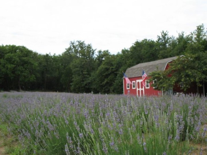 The Beautiful Lavender Farm Hiding In Plain Sight In Texas That You Need To Visit