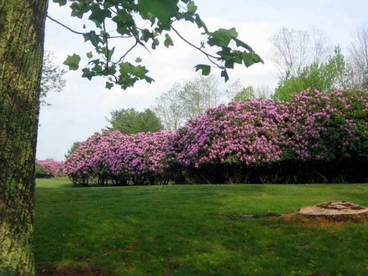 This West Virginia Park Has A Stunning Canopy Of Flowers You Need To See