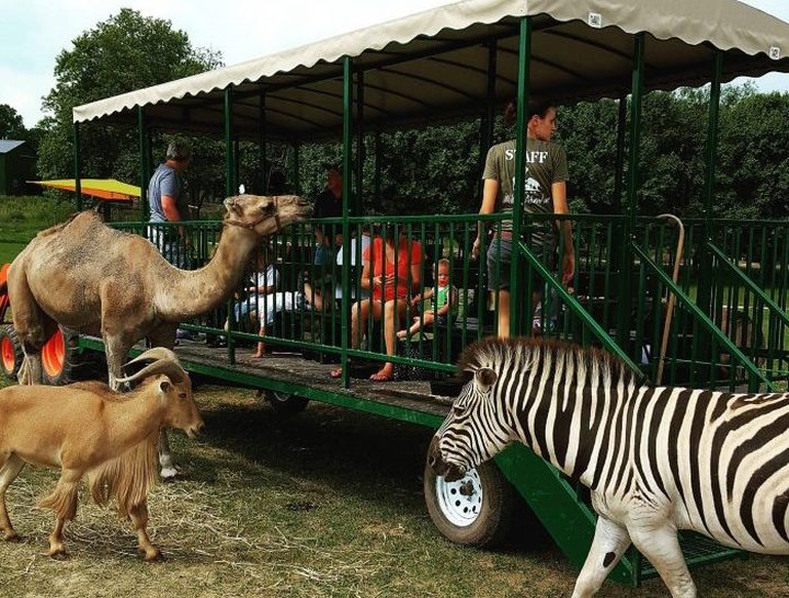 See Over 150 Animals At Aikman Wildlife Adventure, A Lovely Family Day Trip Destination In Illinois