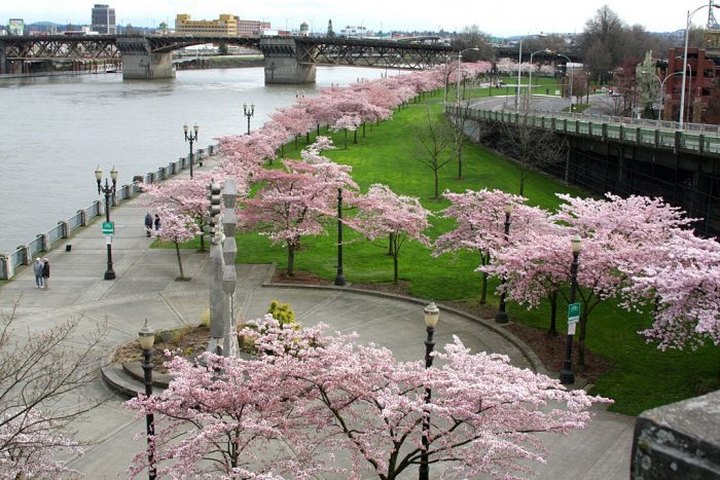 What Happens Along This Gorgeous Waterfront Park In Oregon Every Spring Is Downright Magical