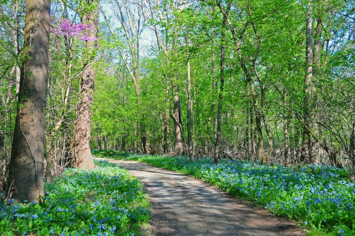 It's Impossible Not To Love This Breathtaking Wild Flower Trail In Maryland