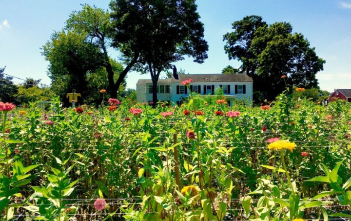 A Trip To New Jersey's Neverending Flower Field Is The Perfect Warm Weather Adventure