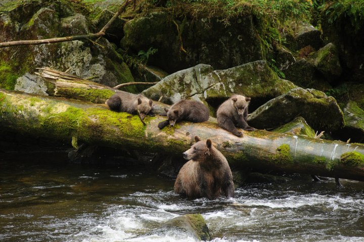Visit This Little Known Wildlife Observatory In Alaska For An Unforgettable Experience