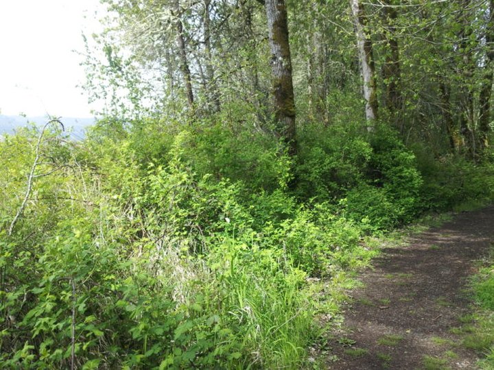 The Hiking Trail Hiding In Portland That Will Transport You To Another World
