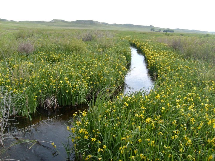 It's Impossible Not To Love This Breathtaking Wild Flower Trail In Nebraska