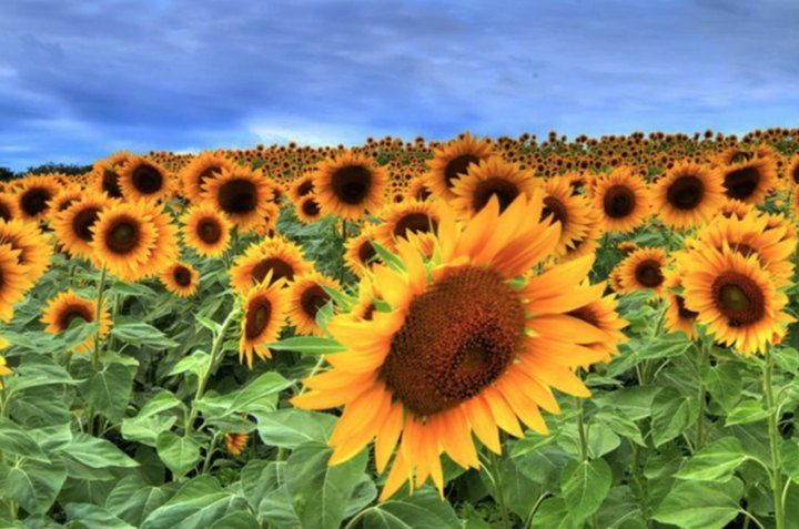 A Neverending Sunflower Field In Massachusetts, Colby Farm Is Full Of Breathtaking Views