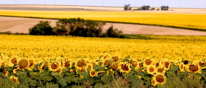 Most People Don't Know About These Magical Sunflower Fields Hiding In South Dakota