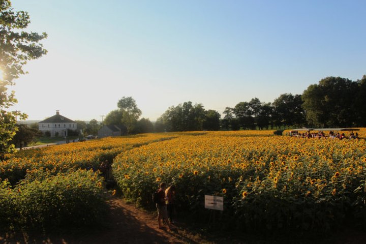 Most People Don't Know About This Magical Sunflower Field Hiding In Connecticut