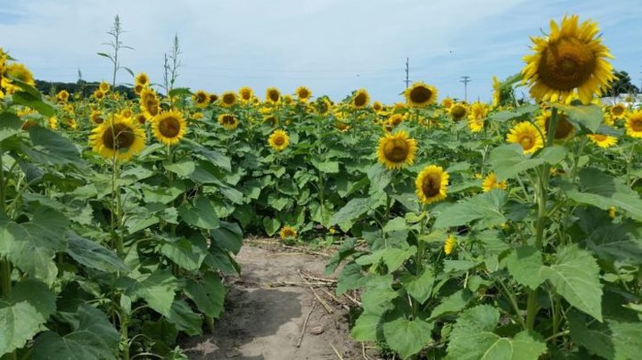 Most People Don't Know About This Magical Sunflower Field Hiding In Indiana