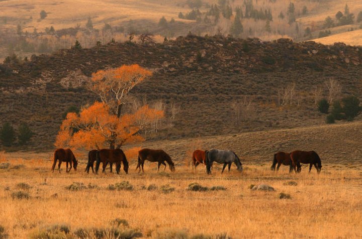 Take An Epic Tour Of Wyoming On This Unforgettable Wildlife Trail