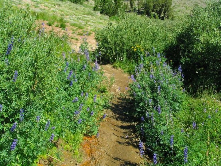 It's Impossible Not To Love This Breathtaking Wildflower Trail In Nevada