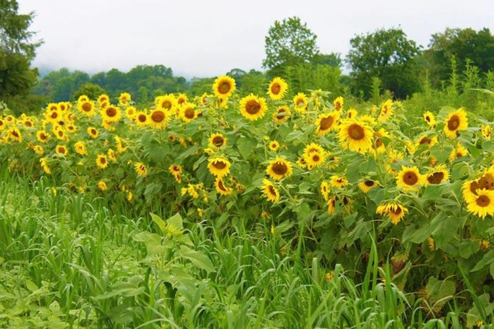 Most People Don’t Know About This Magical Sunflower Field Hiding in West Virginia
