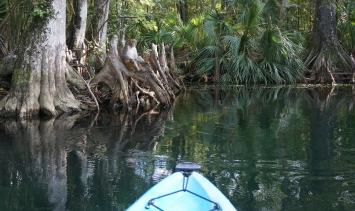 Trails At This Florida State Park Are Closed Because Wild Monkeys Have Taken Over
