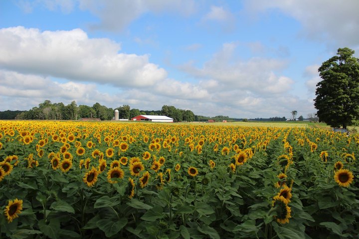 Most People Don't Know About This Magical Sunflower Field Hiding In Michigan