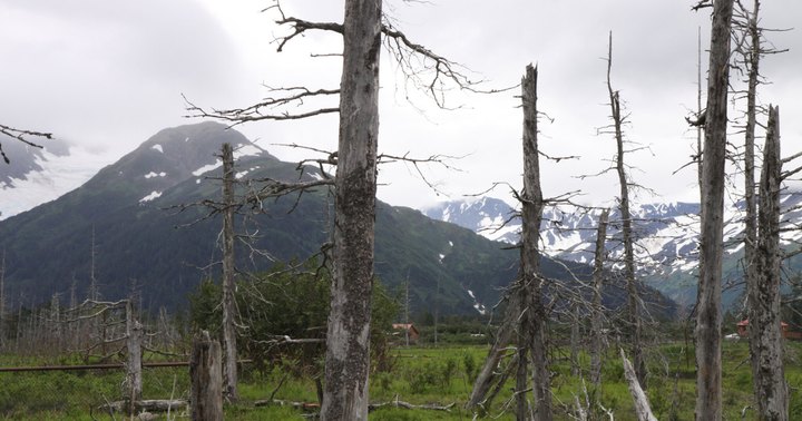 This Ghost Forest Hiding In Alaska Is Hauntingly Beautiful
