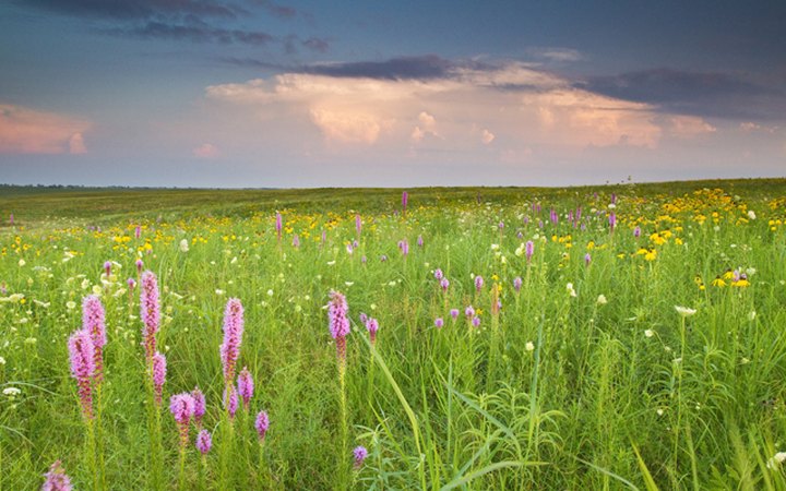 Visit This Missouri Prairie for Stunning Views and A Chance To Spot These Rare Birds