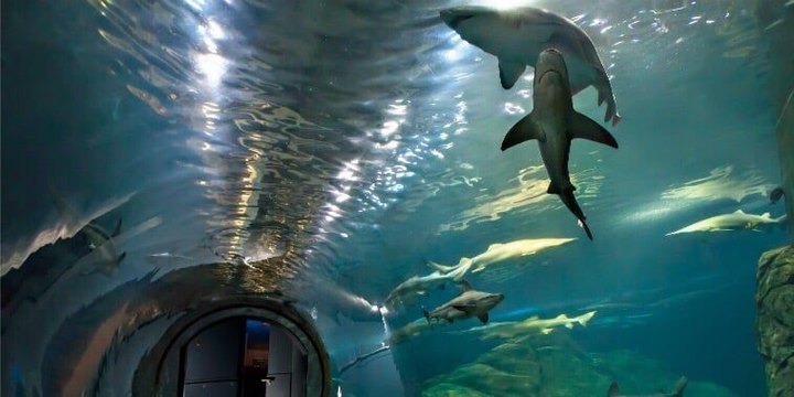 This Underwater Tunnel In New Jersey Will Enchant You In The Best Way Possible