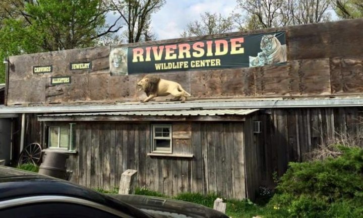 Visit Lions, Tigers, And Gators At This Awesome Wildlife Center In Missouri