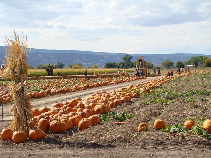 It's Not Fall Until You Visit The Largest Pumpkin Farm In Colorado