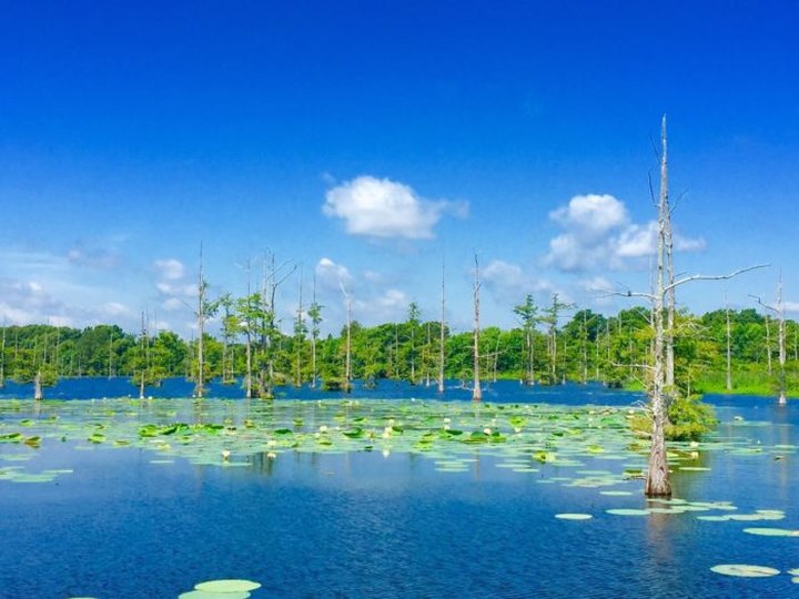 This Underrated Hiking Trail In Louisiana Leads To Jaw-Dropping Views