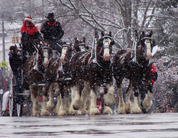 Experience The Magic Of The Holidays At This Festive Horse Drawn Carriage Parade Near Cincinnati