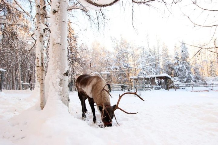 This Reindeer Farm In Alaska Will Positively Enchant You This Season