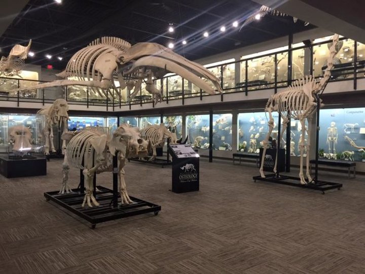 There's A Museum Filled With Skeletons In Oklahoma And It's Nothing Short Of Amazing