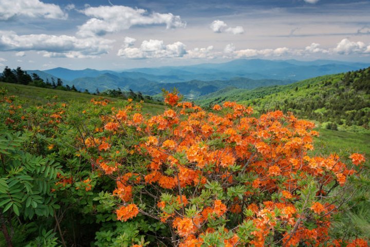 11 Easy And Beautiful Spring Hikes Everyone In Tennessee Will Love