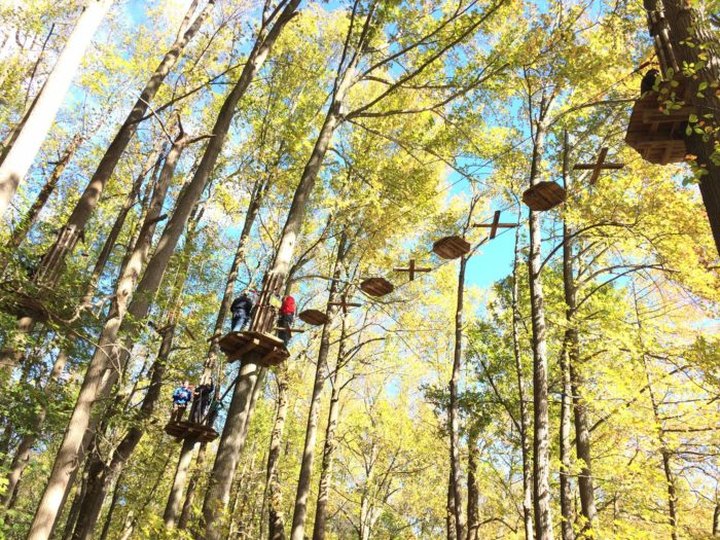 The Treetop Trail That Will Show You A Side Of Delaware You've Never Seen Before