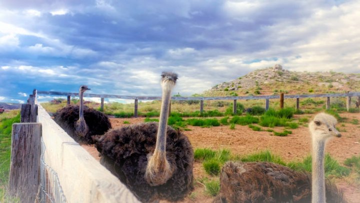 There’s An Ostrich Farm In Arizona And You’re Going To Love It