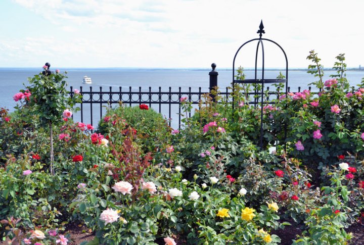 There's A Beautiful Rose Garden Hiding In Minnesota And It's So Worth A Visit
