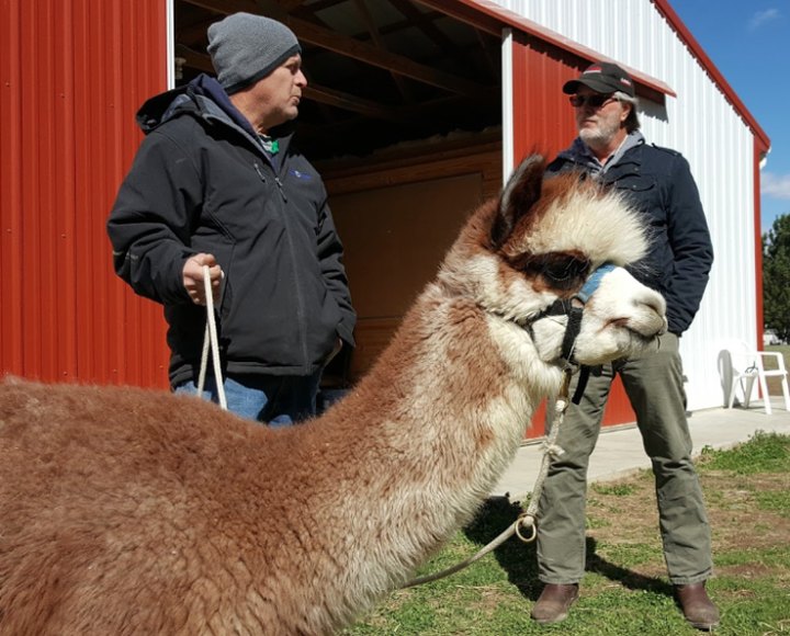 There’s An Alpaca Farm In Delaware And You’re Going To Love It