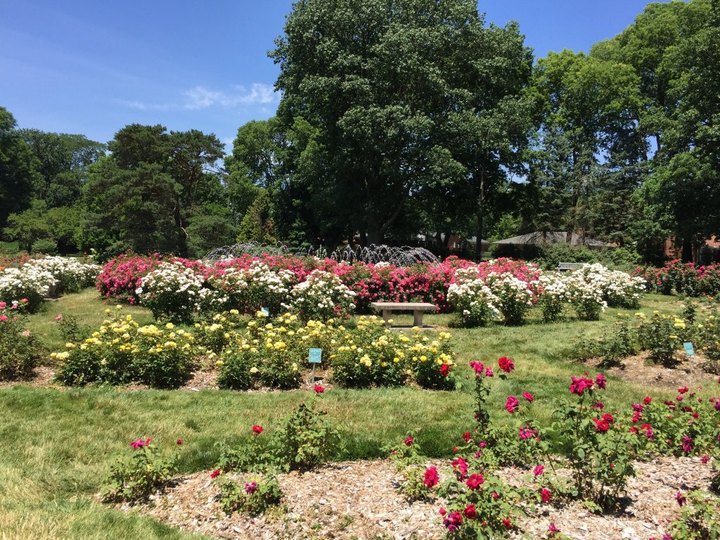 There's A Beautiful Rose Garden Hiding In Ohio And It's So Worth A Visit