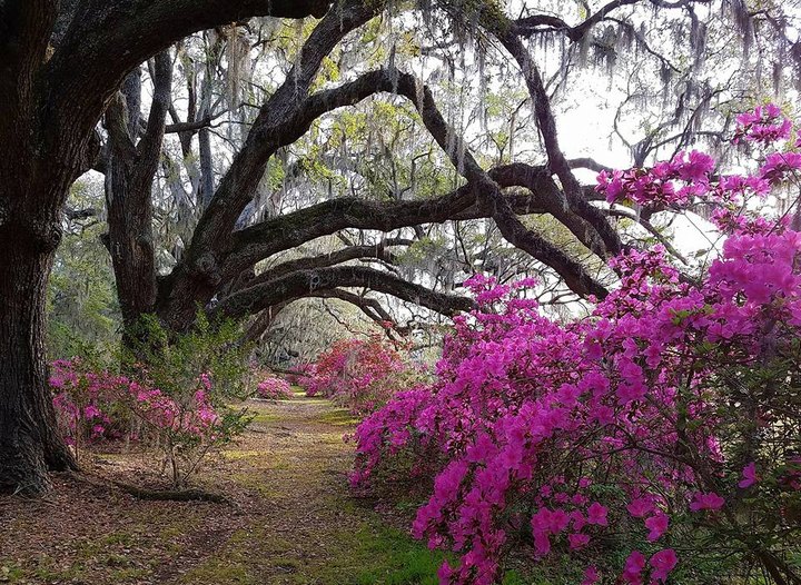 The Oldest Public Garden In America Is In South Carolina And You'll Want To Visit